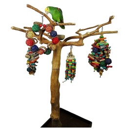 Πάρκο μεγάλου παπαγάλου με Java tree μεσαίο
