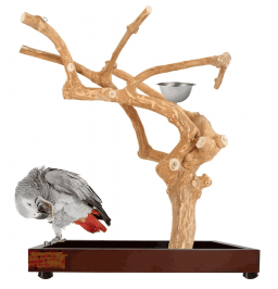 Πάρκο παπαγάλου μεσαίο με java tree