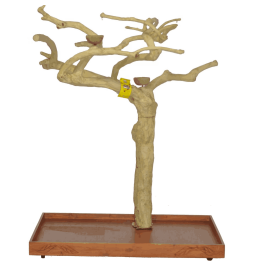Πάρκο μεγάλου παπαγάλου με Java tree μικρό