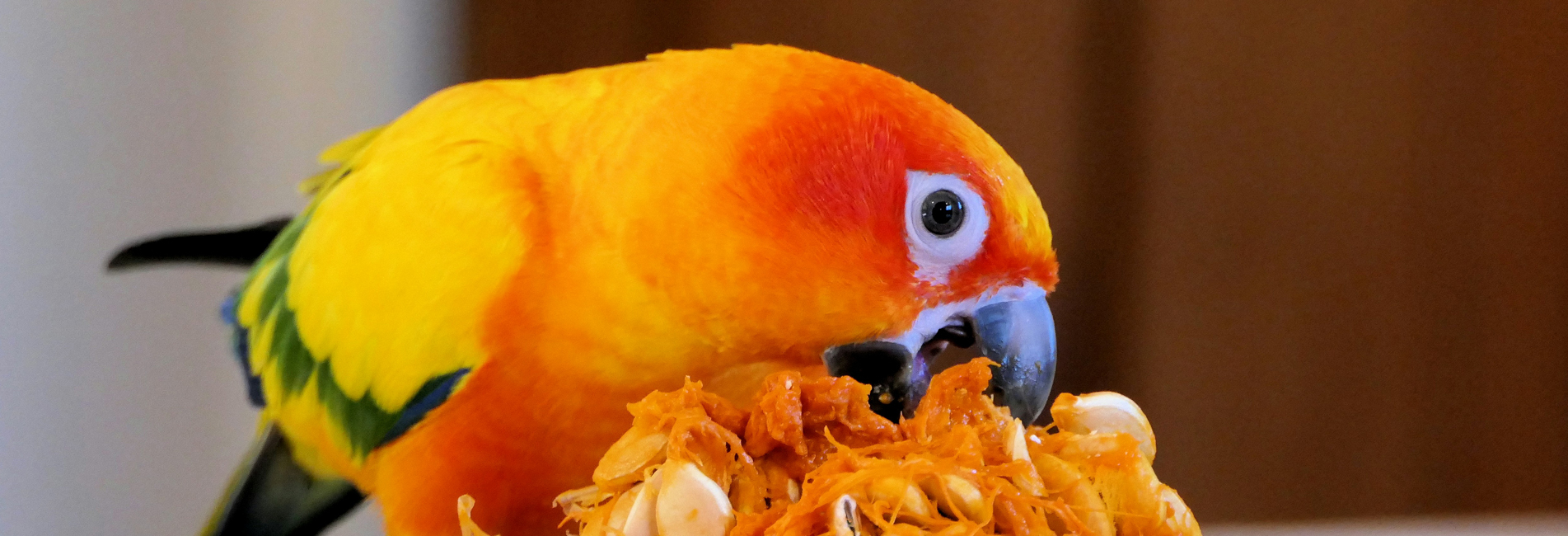 mainbanner2